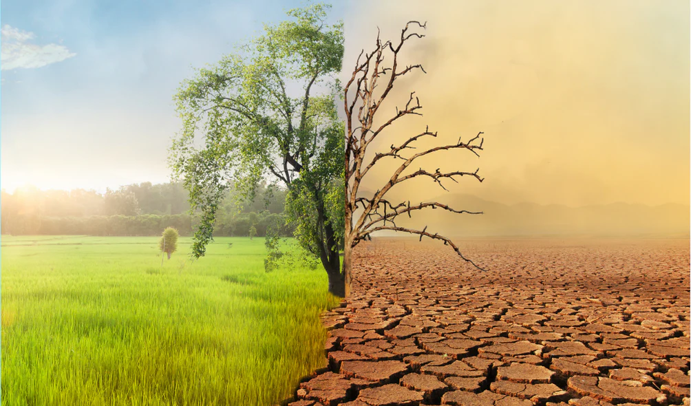 Ghana Tackles Climate Change with Reforestation and Renewables